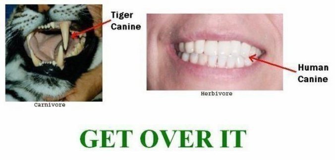 Vegetarian Dog Food Nature Vegetarian Dog Food Nature