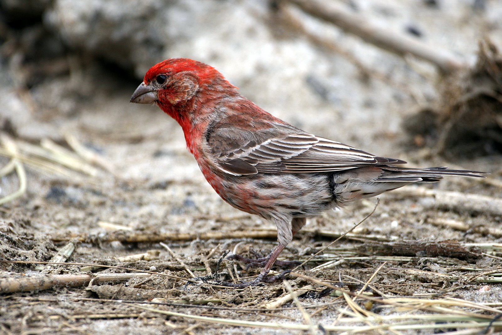 [2007-05-27+065008+7.JPG]