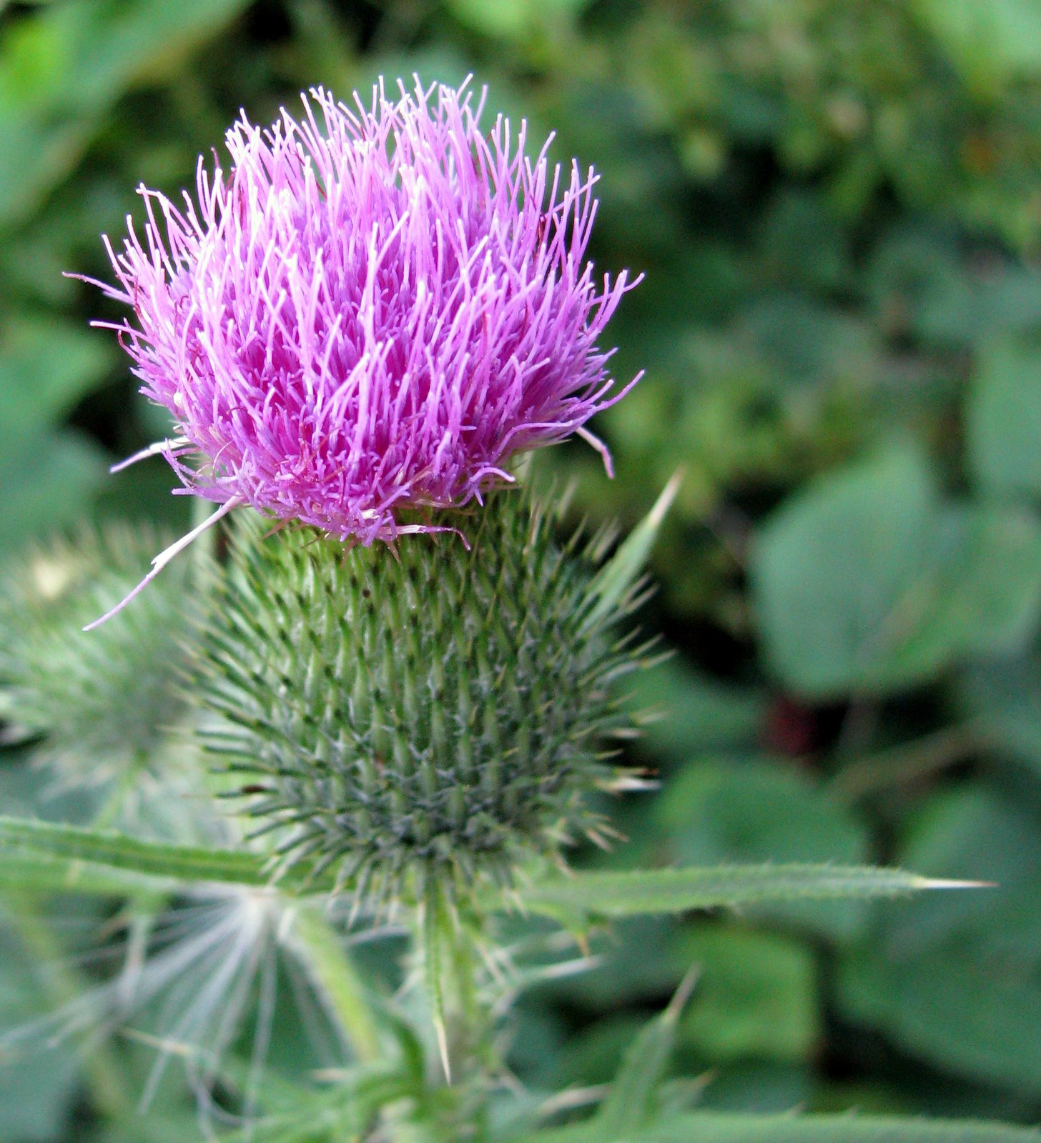 [2007-08-14+191700+5.JPG]