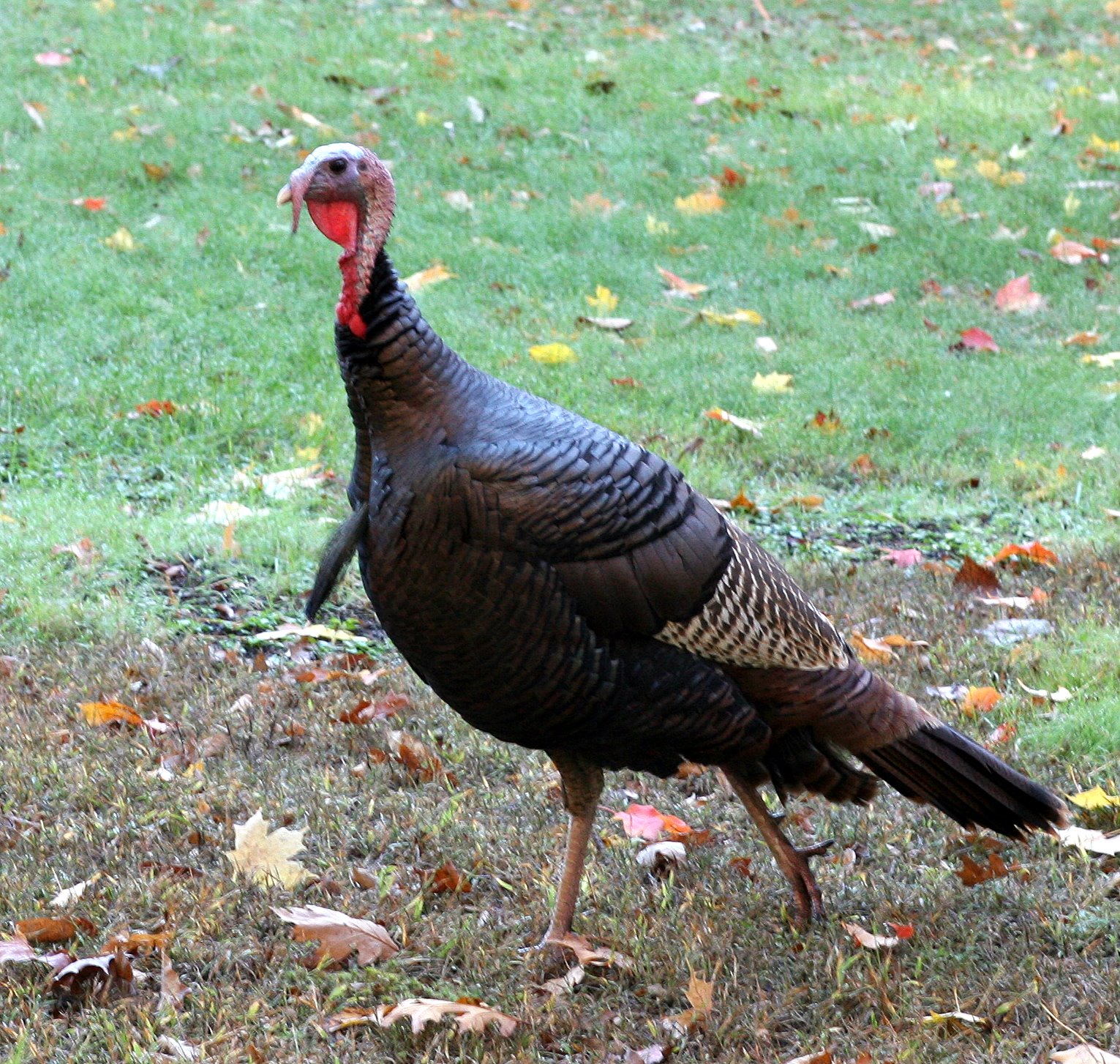 [2007-10-22+0836268.JPG]