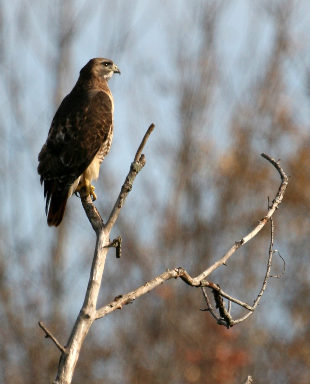 [2007-11-04+1335126.JPG]