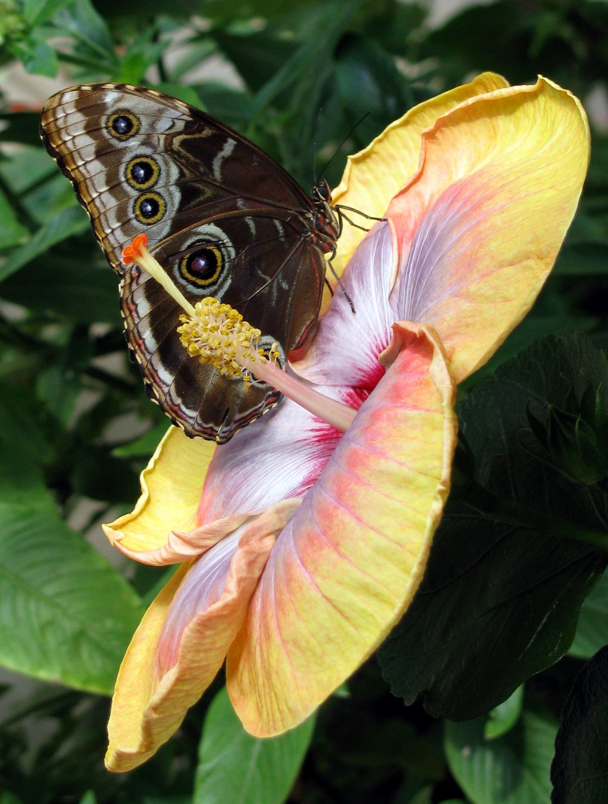 [2008-07-06+1131460.JPG]