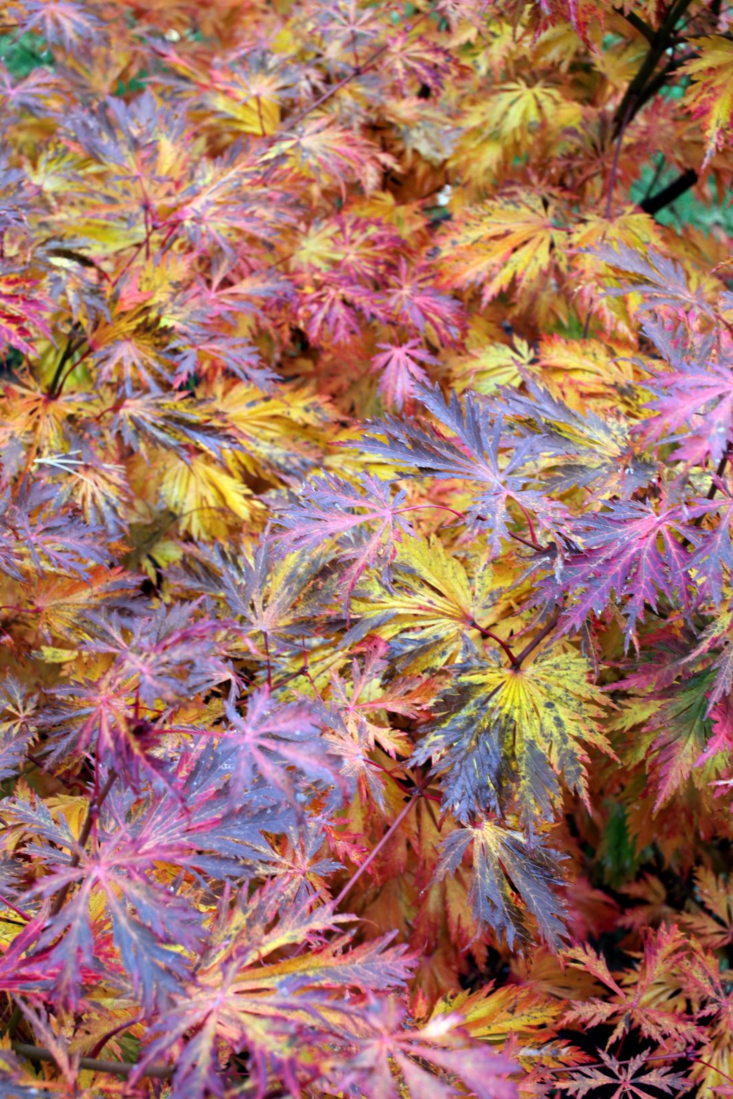 [2009-10-24+165126+3.JPG]