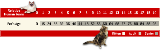 How Old Is Your Cat Chart