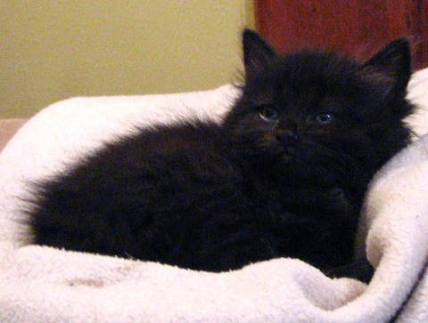 Big Fuzzy Cat Black Big Fuzzy Cat Black