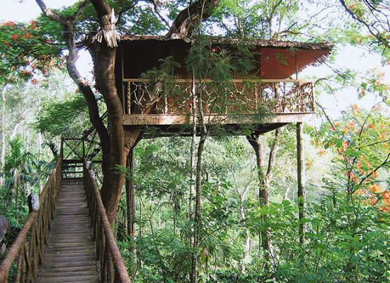 the Tree House with a tree house hotel. the Tree House with a