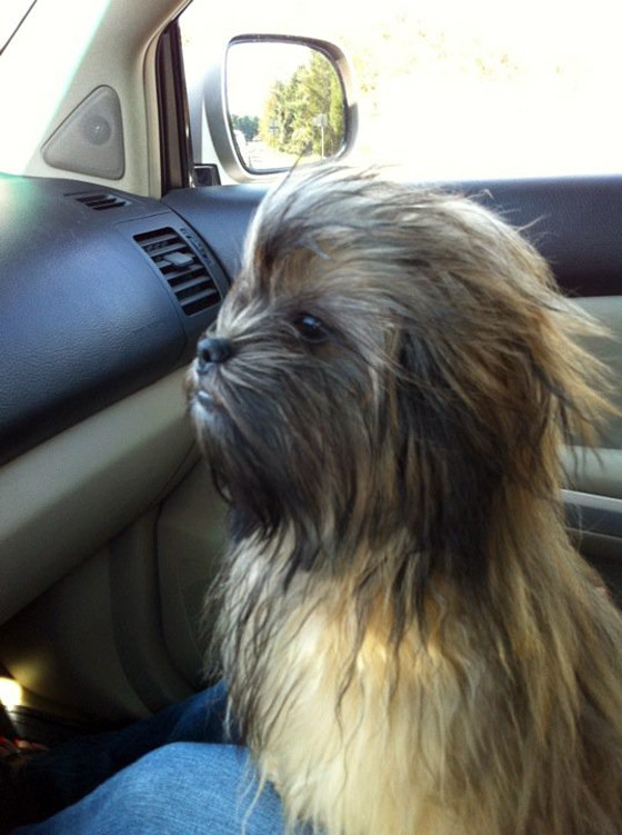 Darth Chewbacca