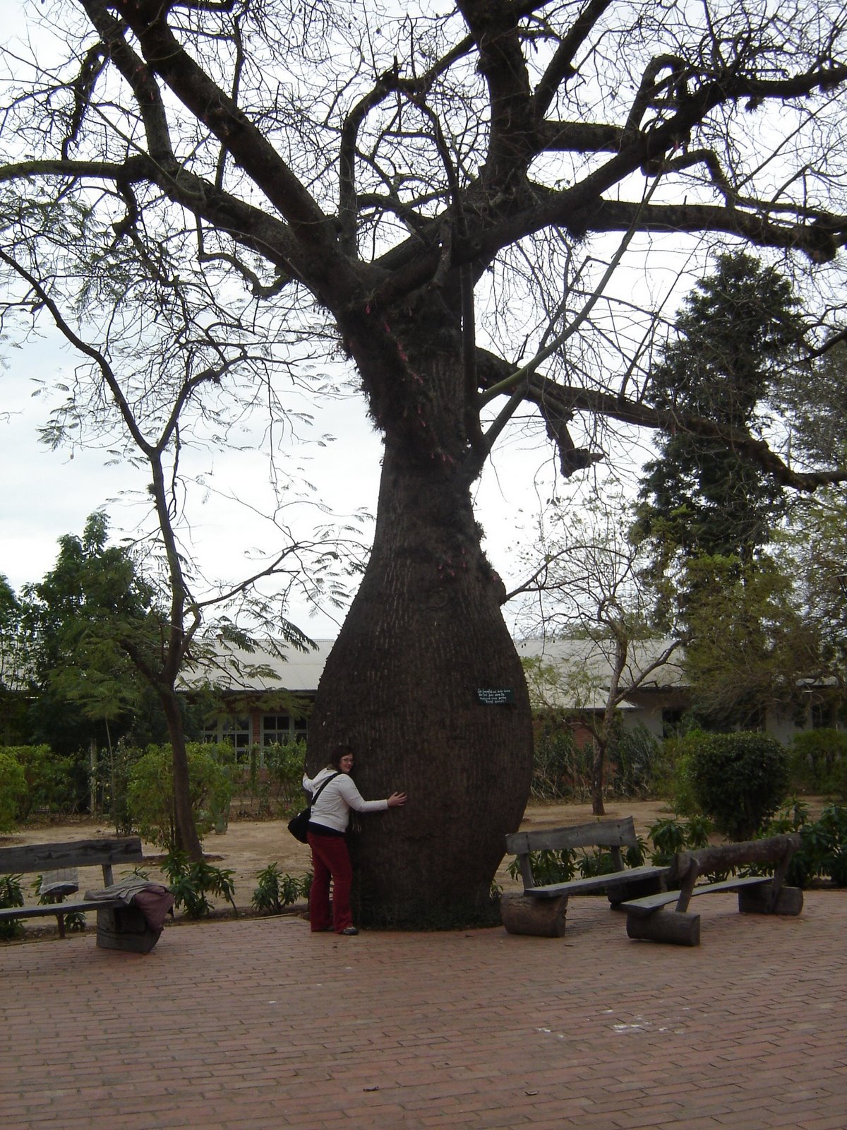 [tree+hugger.JPG]