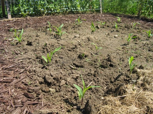 [corn0605web.JPG]