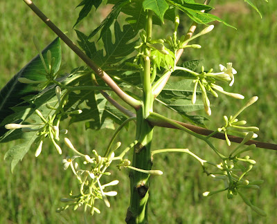 papaya flower