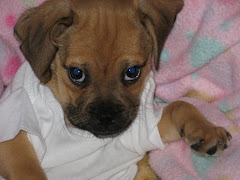 Fast Eddie at 12 Weeks!