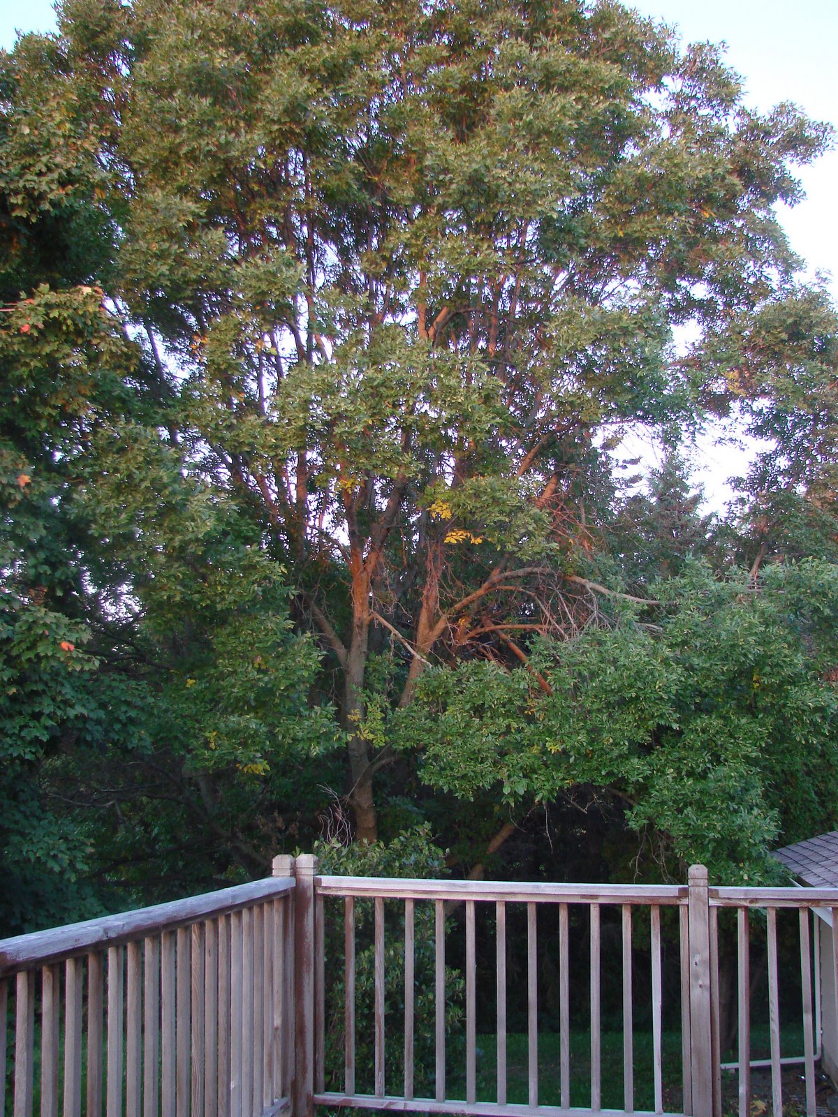 [Back+Porch+Fall+Leaf+55.jpg]