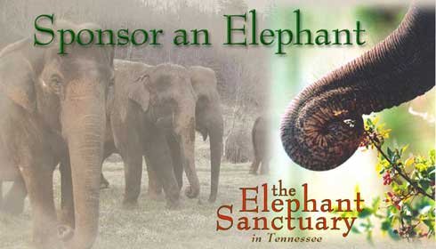 [ElephantSanctuary1.jpg]