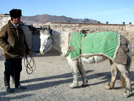 [smallmongolpony5.jpg]