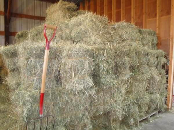 [hay.jpg]