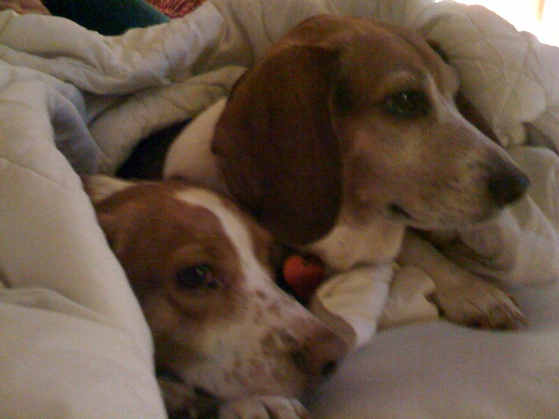 [dogs2.jpg]