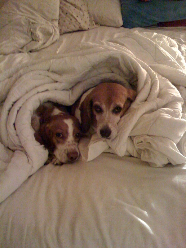 [dogs1.jpg]