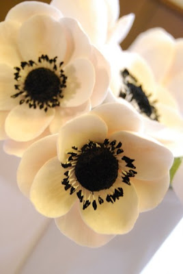 Anemones Flowers