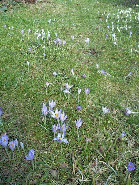 [krokusse2010b.jpg]