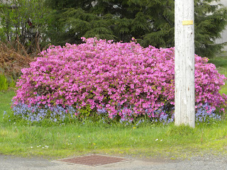 photo of huge pink azalea in rockaway beach oregon