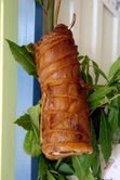Bacon