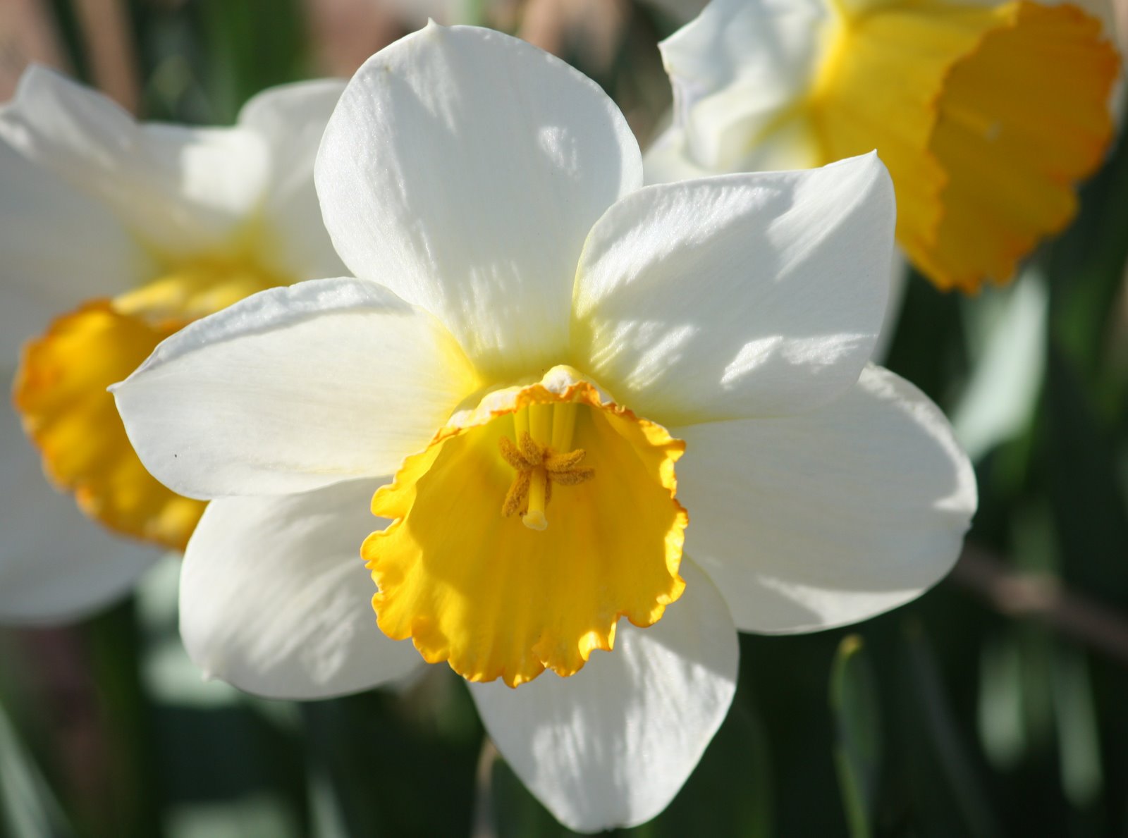 [Springtime+Beauty.jpg]