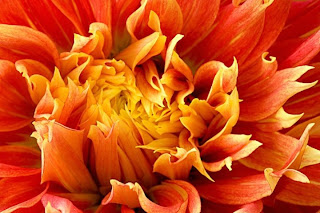 marigold,  - Images provided by http://photoforu.blogspot.com/