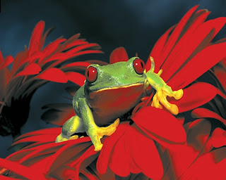 frog, green, flower - Images provided by http://photoforu.blogspot.com/