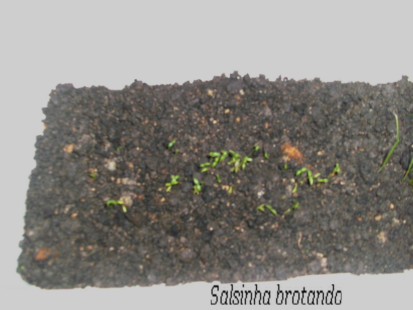 [RECEITAS+335.jpg]