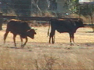 Beef capital , Rockhampton, Central Queensland, Australia