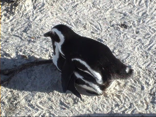 African Penguins in Love, Boulders Beach, South Africa