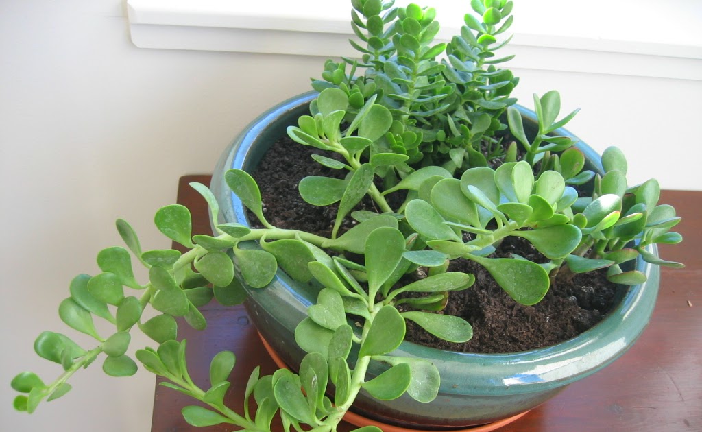 State of My Plants Trailing Jade Senecio jacobsenii