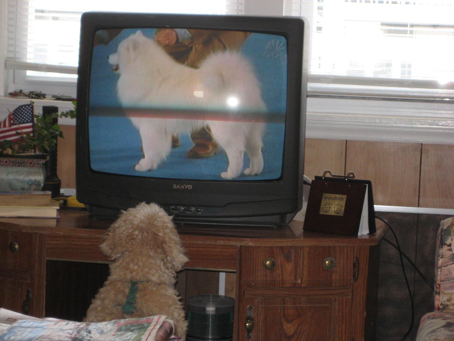 [Muffy+Watching+Dog+Show.JPG]