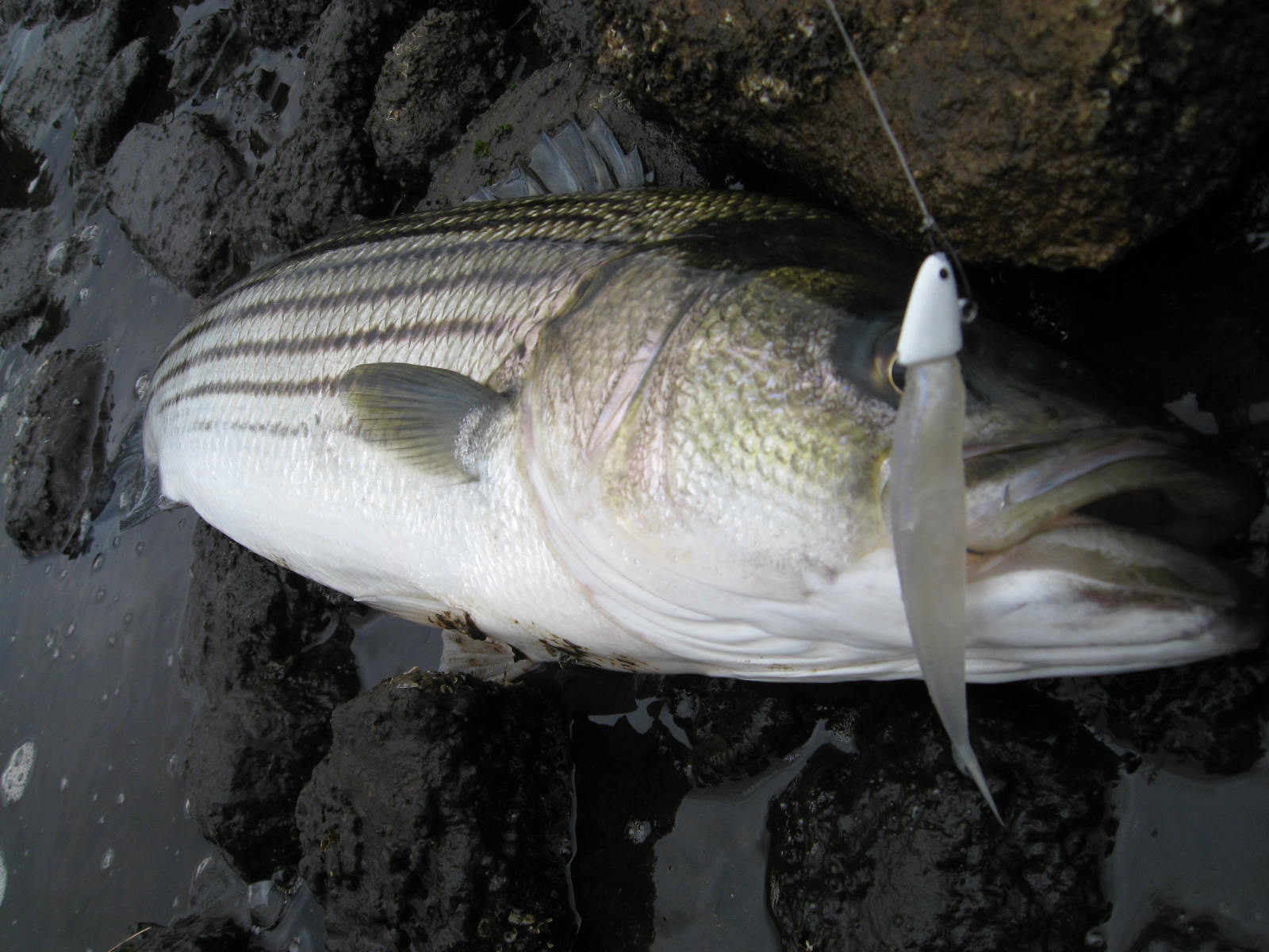Rhode Island Striped Bass First Keeper of Spring