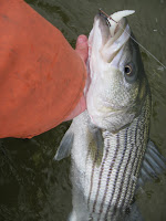 Rhode Island Striped Bass: 2009