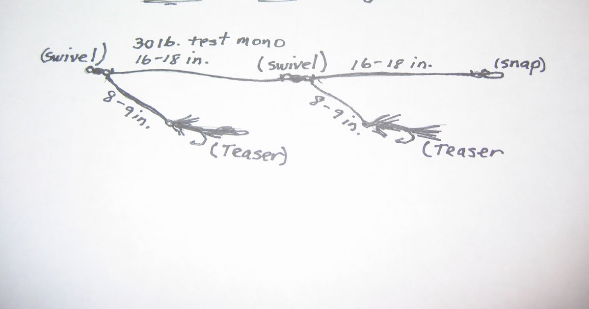 Rhode Island Striped Bass Diagram of Double Teaser Rig