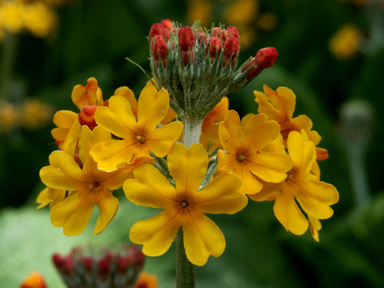 [Primula+sp..JPG]