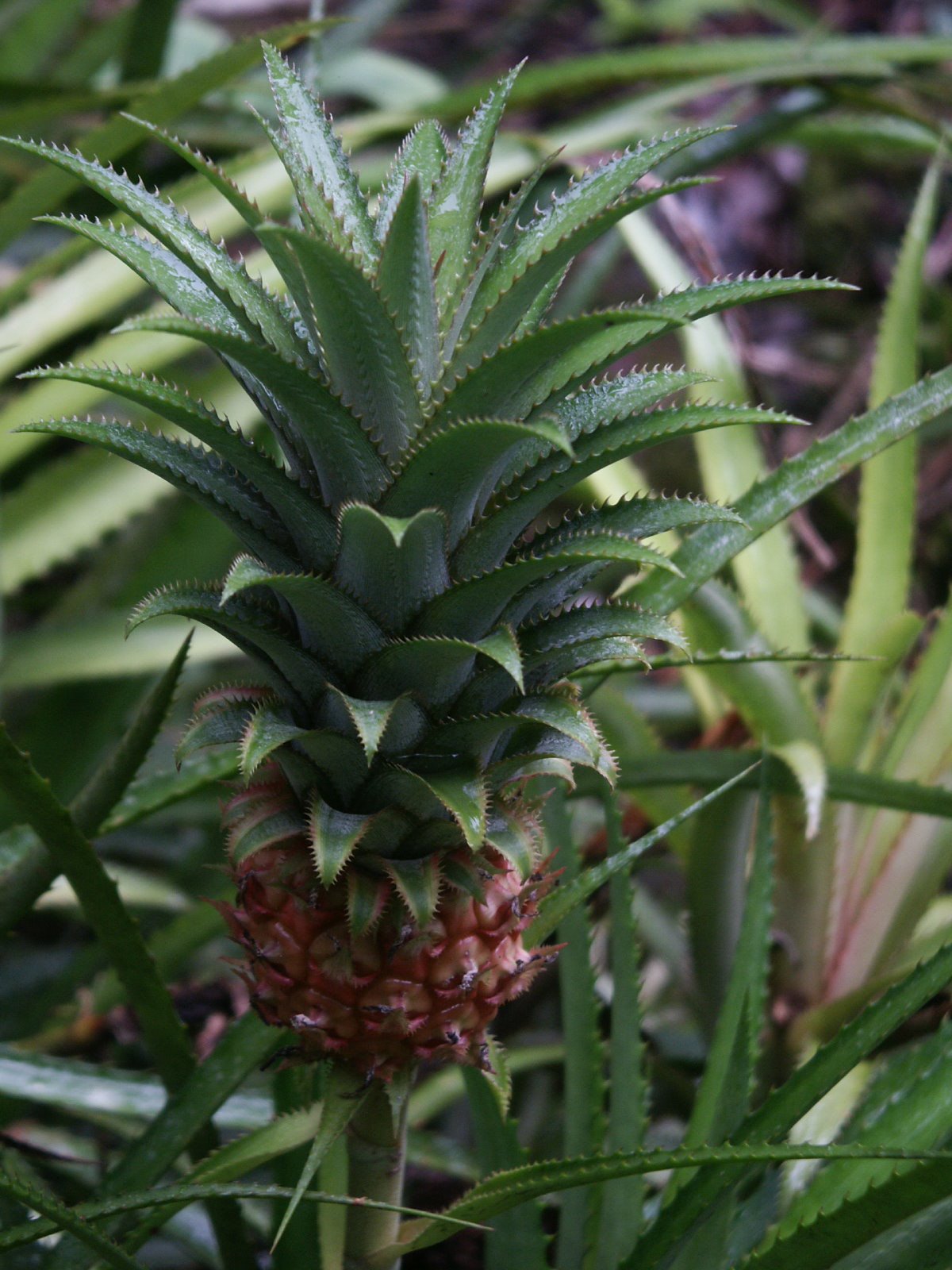 [Ananas+sp..JPG]