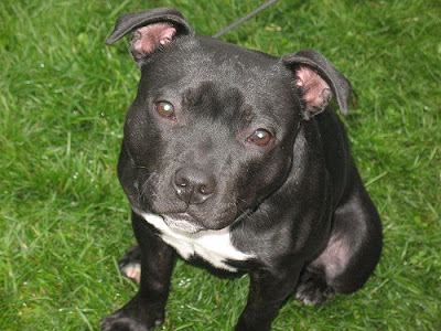 baby staffy dogs