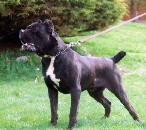Cane+corso+italian+mastiff+puppies