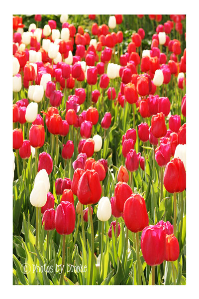 [red-white-tulips.jpg]