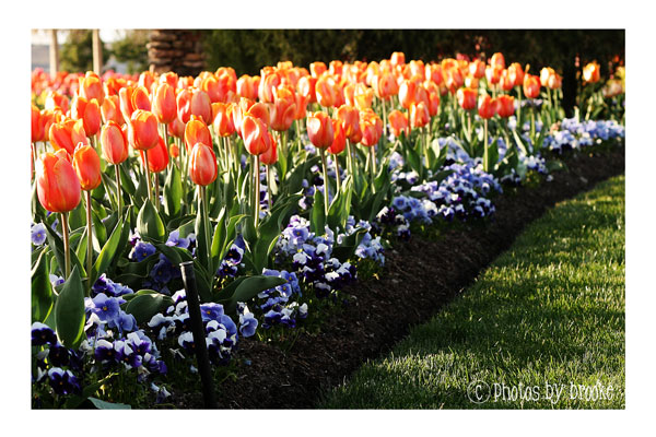 [pretty-flowers.jpg]