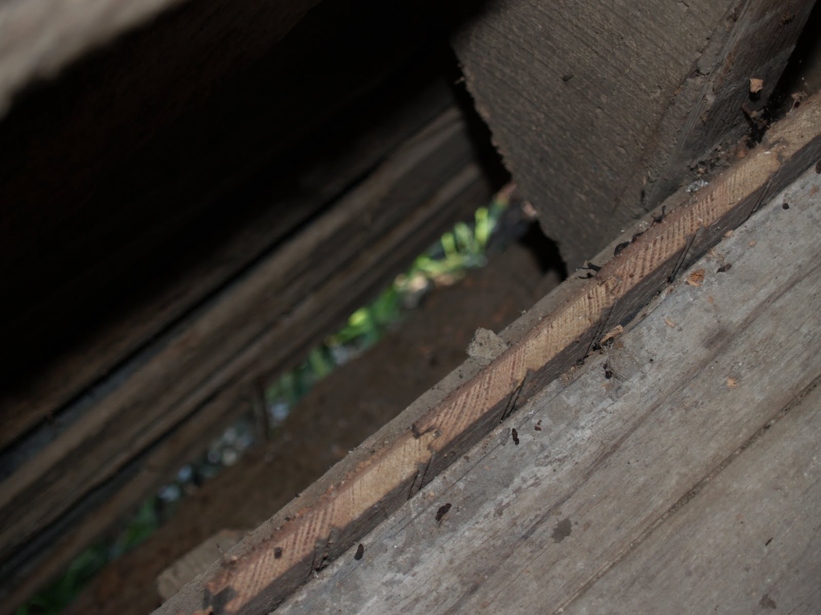 Nickellton School Bats And Mice And All Things That Poop