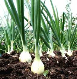 Growing Onions from Seeds,