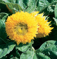 Teddy Bear sunflower