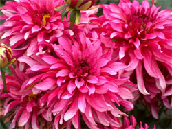 Dahlias for the Cutting Garden