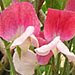 sweet pea