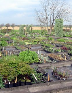 Piet Oudolf: Dutch Plantsman and Designer