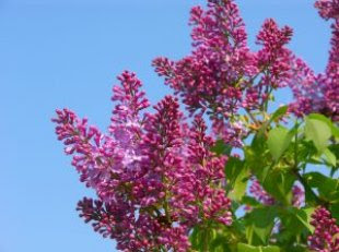When to Prune Flowering Shrubs