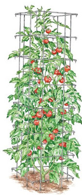 Results: Tomato Support Poll
